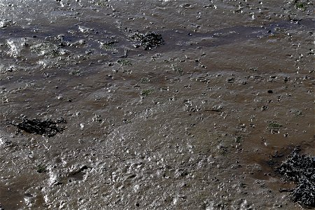 Sea Mud photo