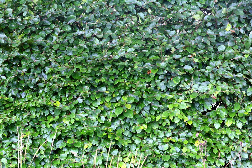 nature-bushes-free-stock-photos-creazilla