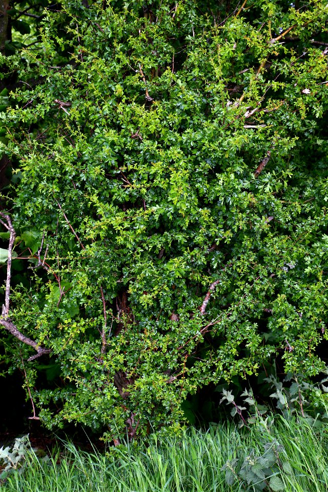 Nature Bushes