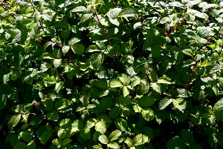 Nature Bushes photo