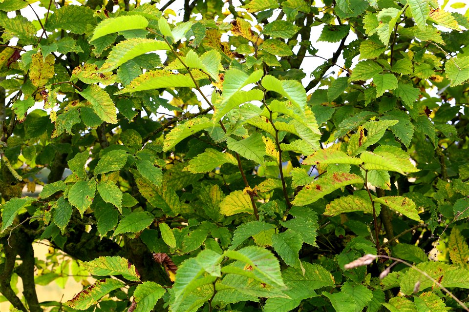 Nature Bushes - Free Stock Photos 