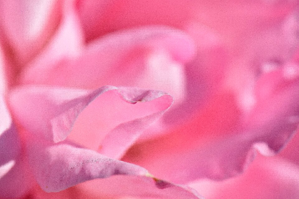 Flowers planner summer