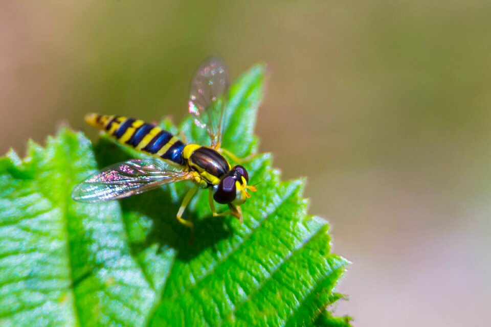 Invertebrate close up membrane winged insect