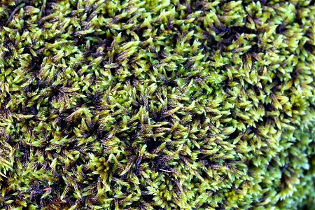 Nature Moss