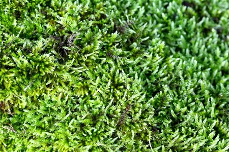 Nature Moss