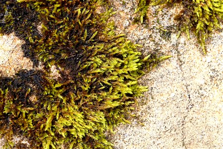 Nature Moss