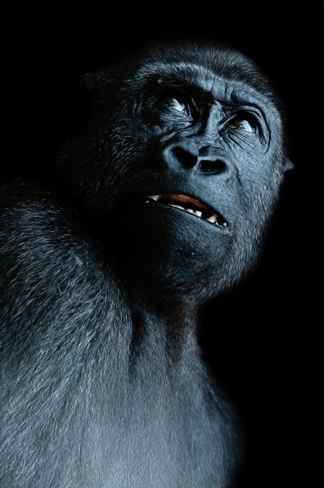Gorilla face black