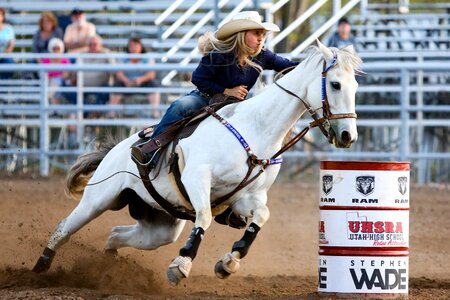 Western animal co photo