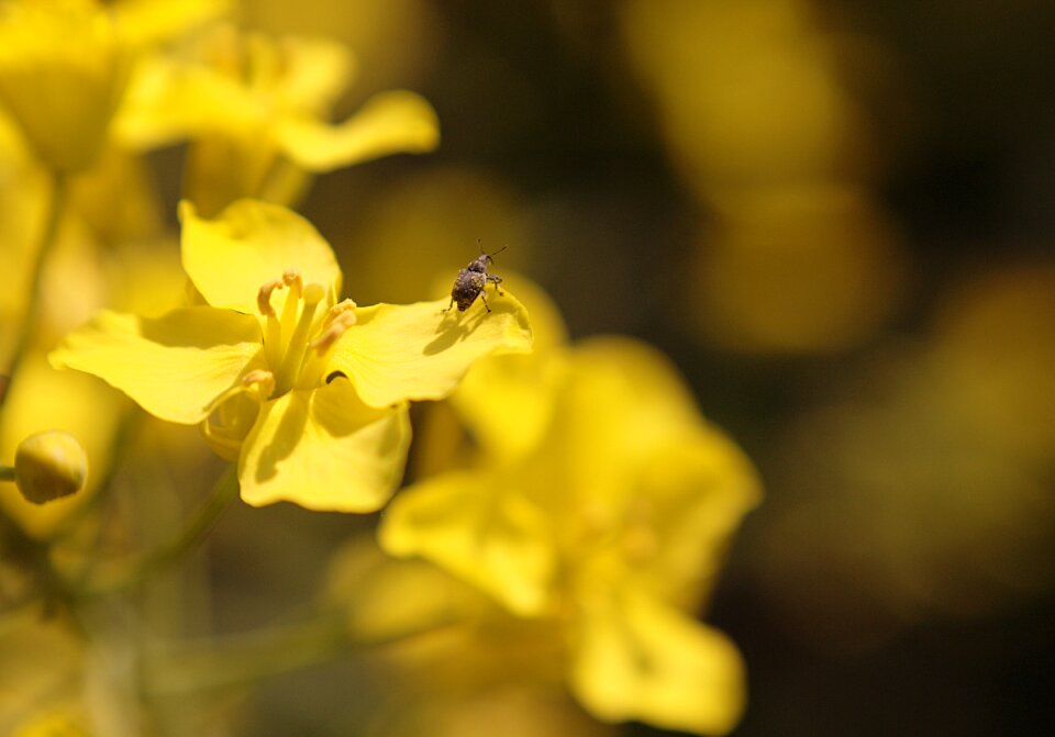 Blossom bloom beetle