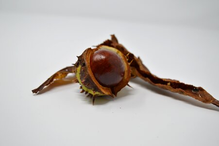 Chestnut nut nature photo