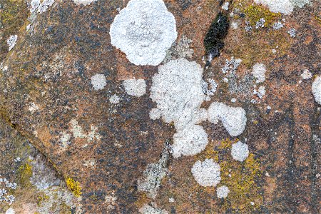 Nature Lichen