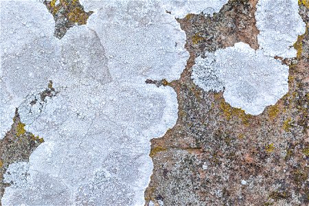 Nature Lichen