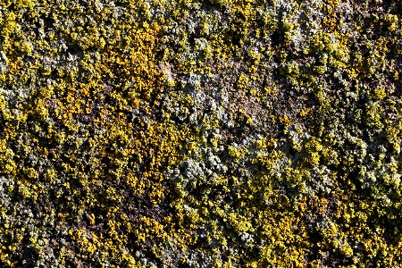 Nature Lichen