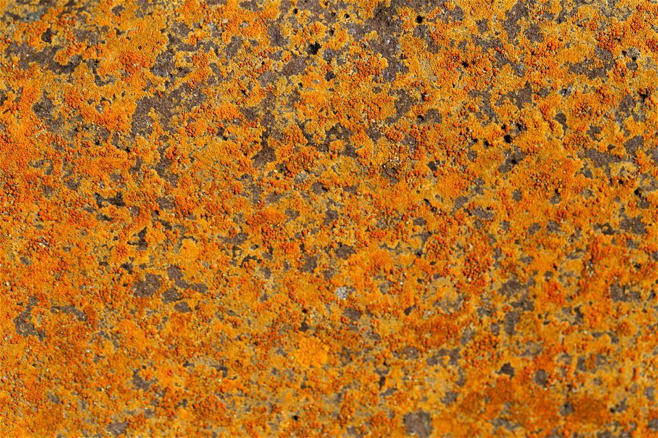 Nature Lichen