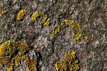 Nature Lichen