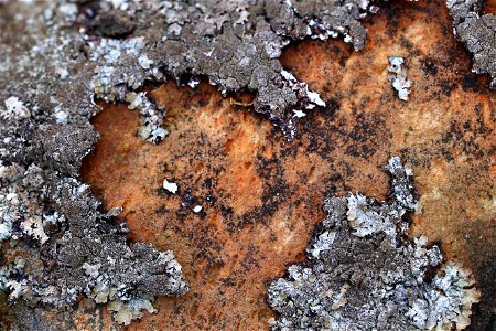 Nature Lichen photo