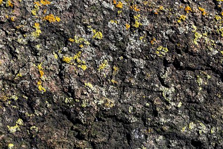 Nature Lichen