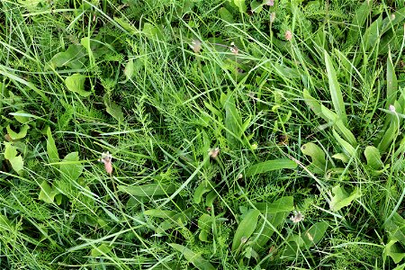 Nature Grass