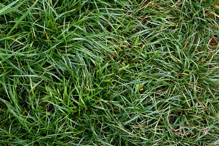 Nature Grass photo