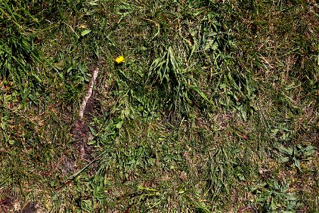 Nature Grass photo