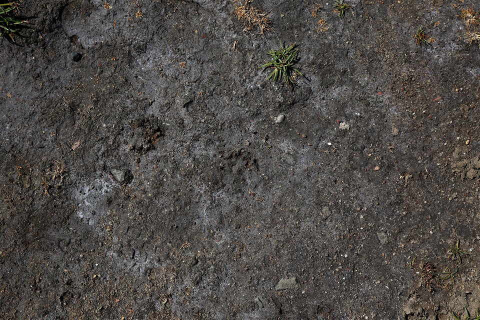 Soil