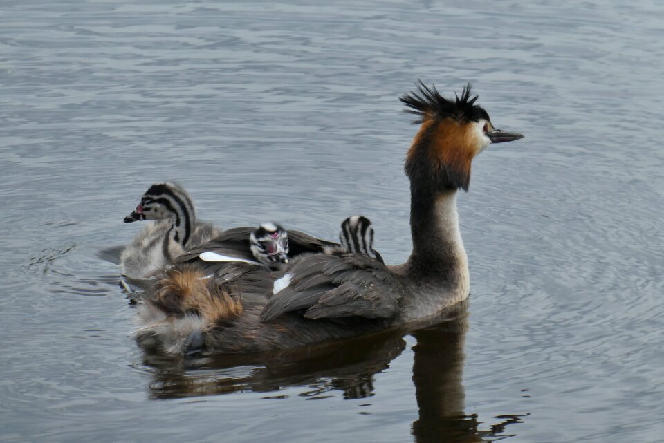 Breeding season bird down feathers