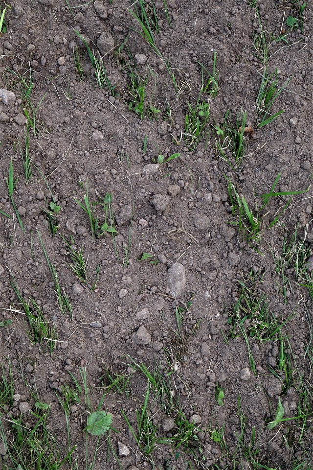 Soil