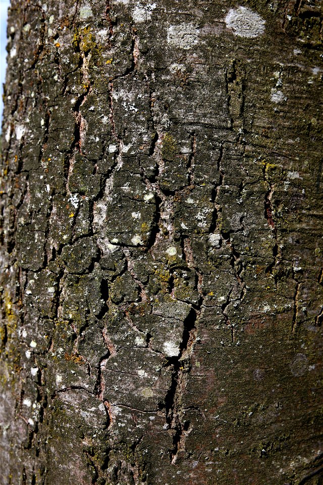 Nature Tree Trunk