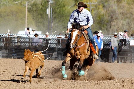 Western animal co