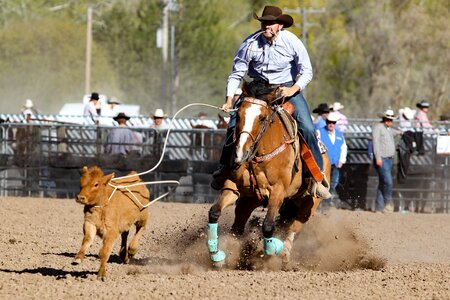 Western animal co photo