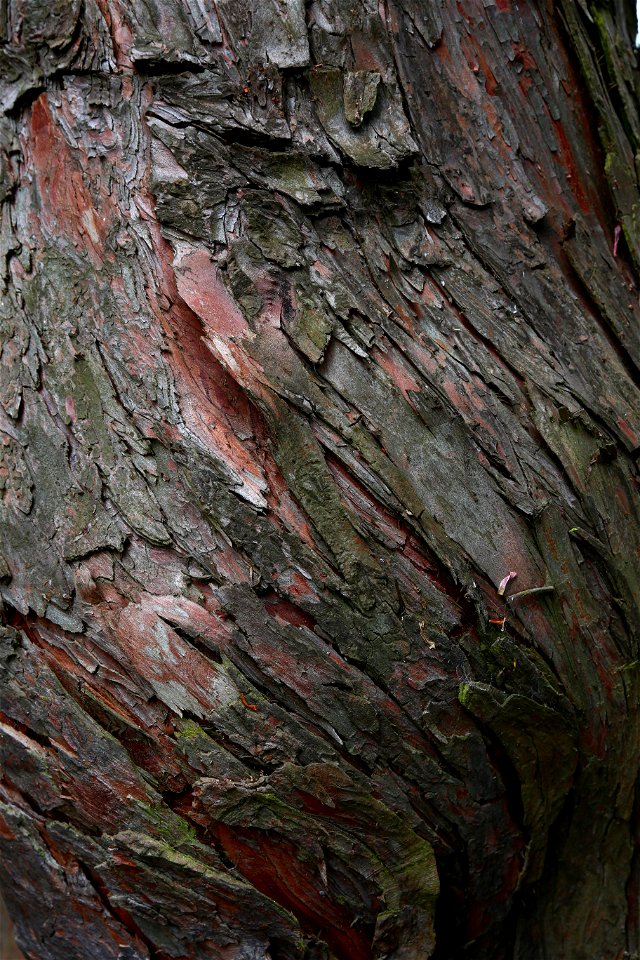 Nature Tree Trunk