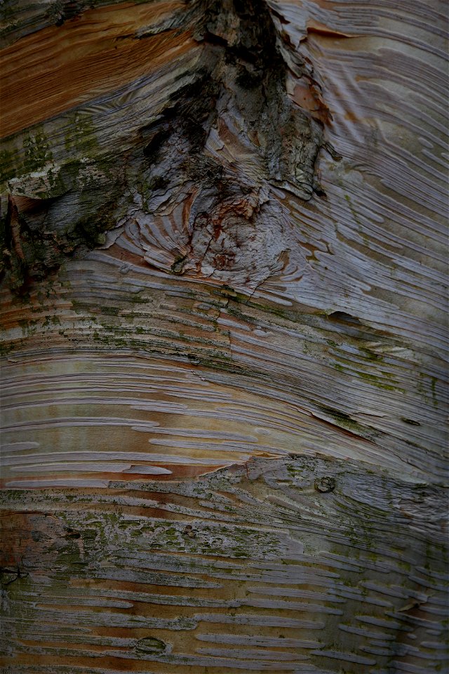 Nature Tree Trunk