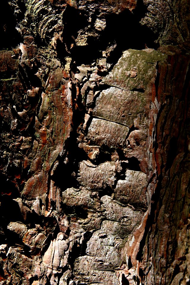 Nature Tree Trunk photo