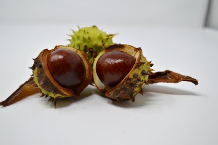 Chestnut nut nature photo