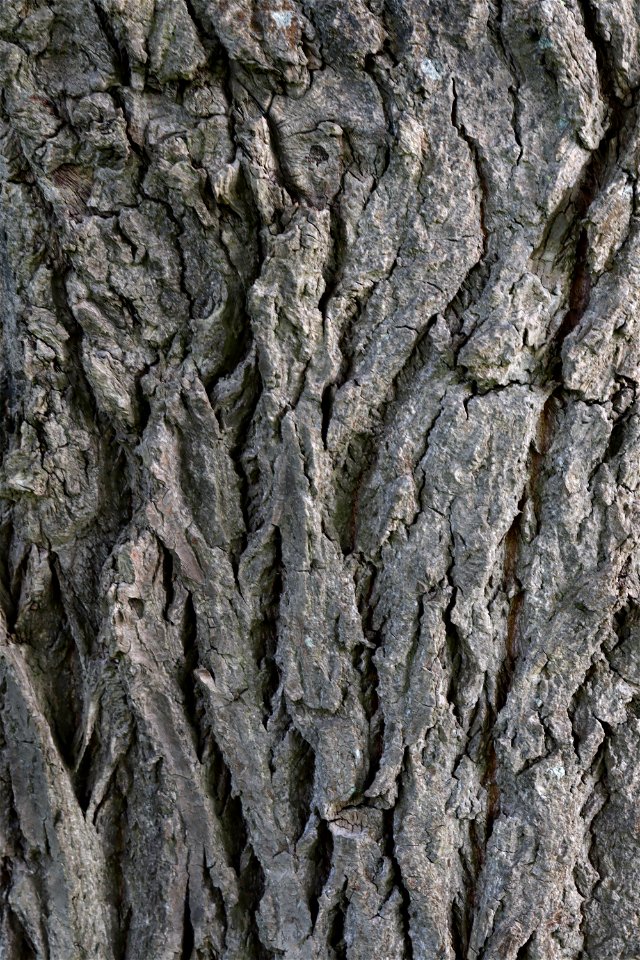 Nature Tree Trunk