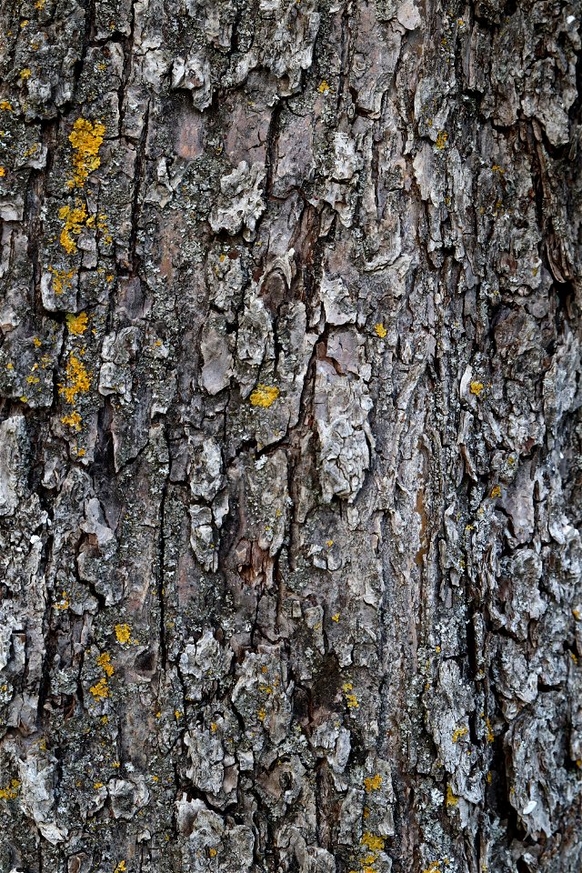 Nature Tree Trunk