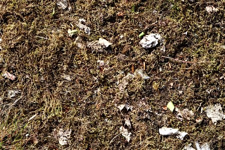 Nature Moss