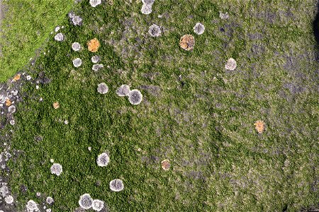 Nature Lichen photo