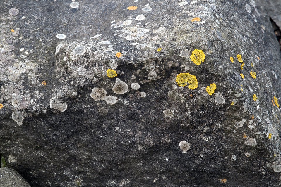 Nature Lichen