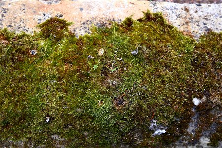 Nature Moss photo