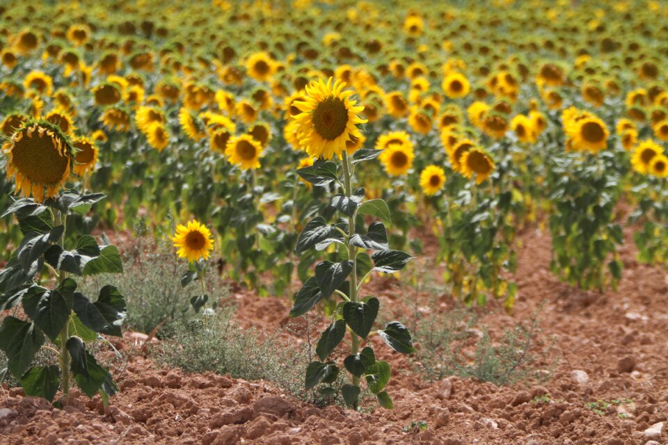 Yellow sunny 10-19-18