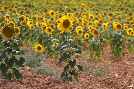 Yellow sunny 10-19-18