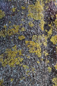 Nature Lichen