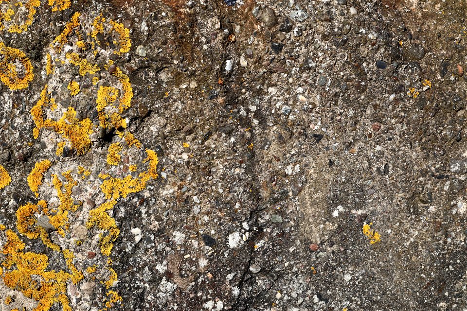Nature Lichen