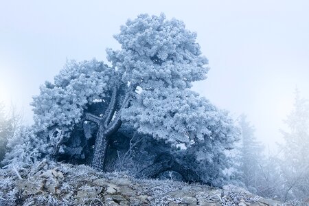 Pine hoarfrost cold photo