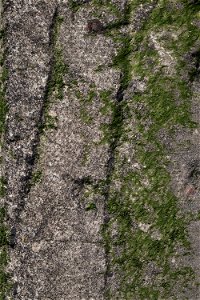 Nature Lichen