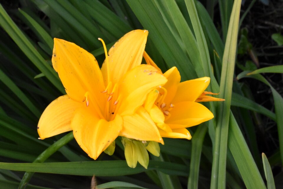 Bloom nature garden