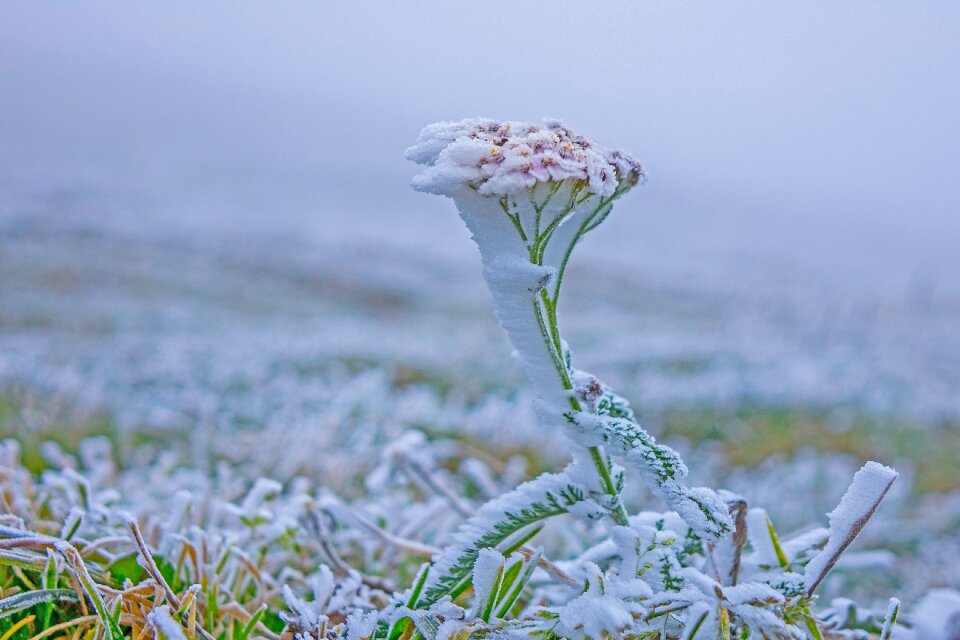 Hoarfrost cold frozen