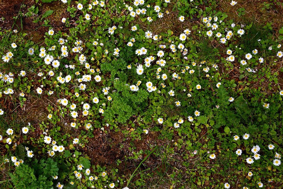 Nature Grass Flowers