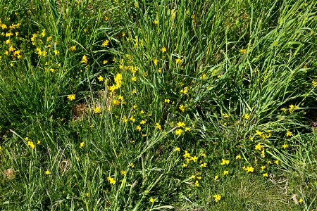 Nature Grass Flowers photo